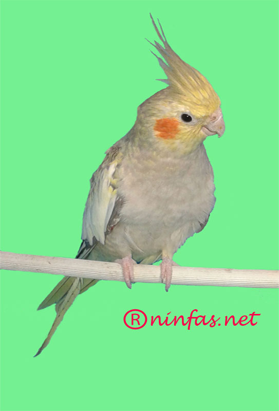 ninfa carolina