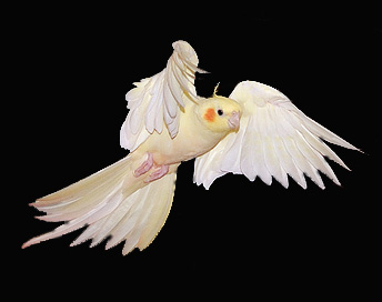 ninfas