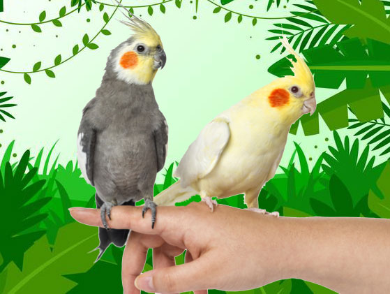 pareja de ninfas