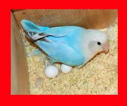 cuando ponen huevos los agapornis