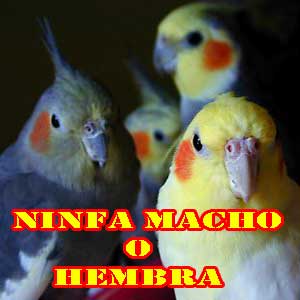 ninfas, aves y pájaros como mascotas